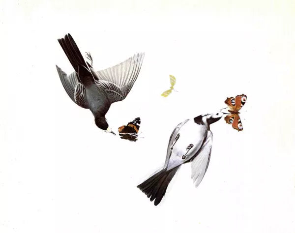 Wagtails