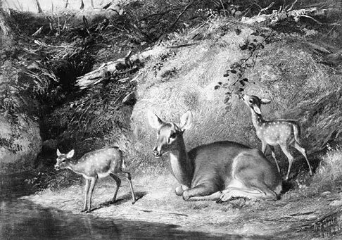 Doe and Two Fawns