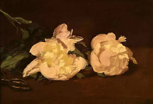 Branch of White Peonies and Pruning Shears