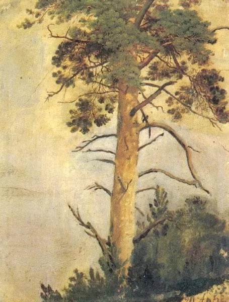 Pine on Rock Etude