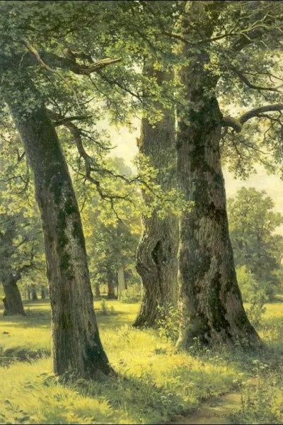 Oaks