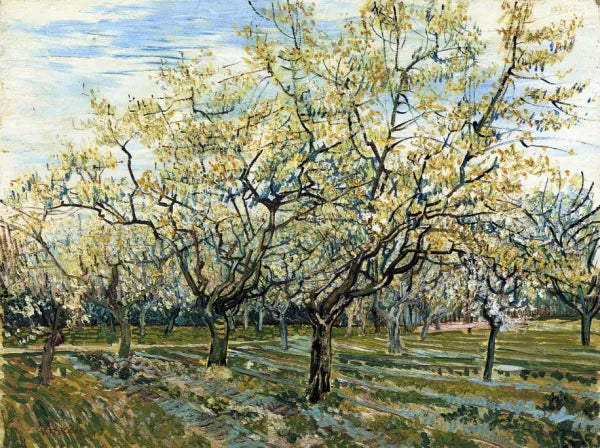 The White Orchard