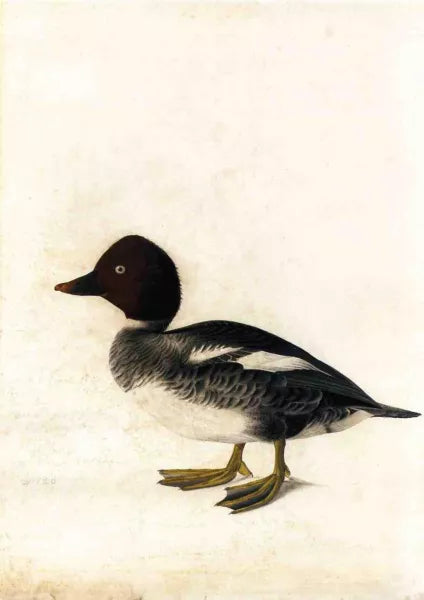 Redhead Duck