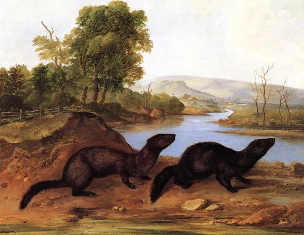 Mountain Brook Minks