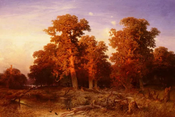 Sunset in a Hungarian Forest